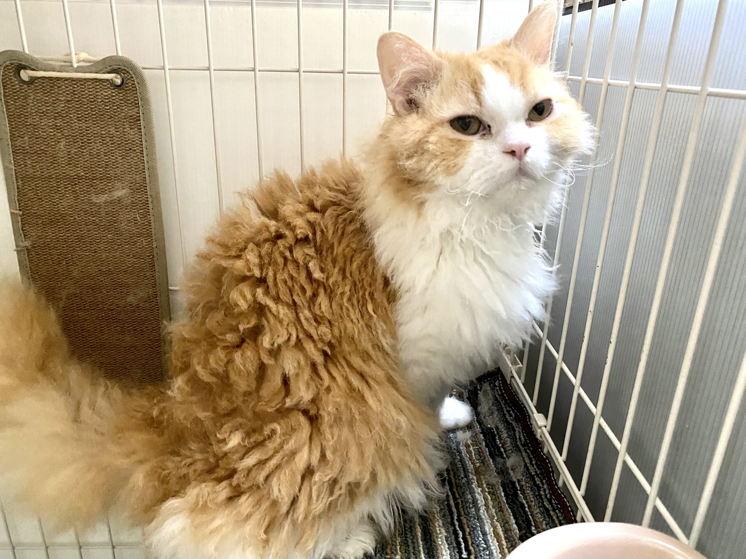 セルカークレックス子猫♡よちよち期♡癖っ毛のララちゃん♡アートドール♡ぬいぐるみ セルカークレックス ぬいぐるみ くるくる癖っ毛 セルカークレックス