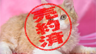 サイベリアン恋之祐♡と保護猫ちび♡とサイベリアンfamily計16