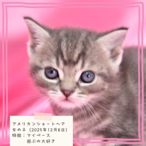 アメリカンショートヘア 2025/12/8生まれ①
