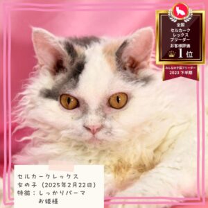 セルカークレックス 2025/2/22生まれ③
