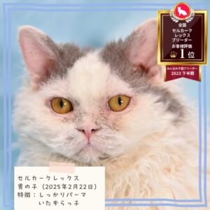 セルカークレックス 2025/2/22生まれ②