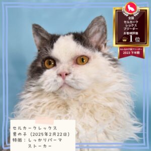 セルカークレックス 2025/2/22生まれ①
