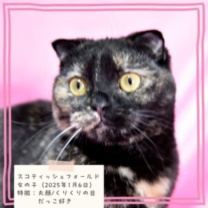 スコティッシュフォールド（折れ耳） 2025/1/6生まれ②