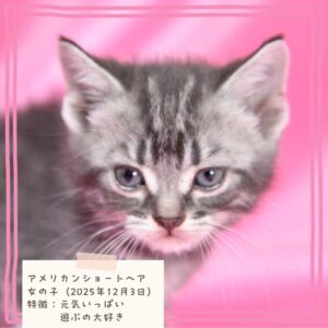 アメリカンショートヘア 2025/12/3生まれ④