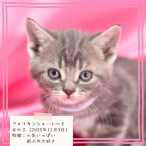 アメリカンショートヘア 2025/12/3生まれ③