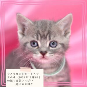アメリカンショートヘア 2025/12/3生まれ②