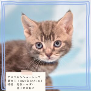 アメリカンショートヘア 2025/12/3生まれ①