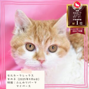 セルカークレックス 2025/9/6生まれ②