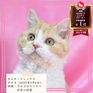 セルカークレックス 2025/9/6生まれ①