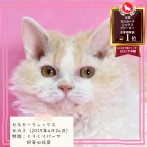 セルカークレックス 2025/4/24生まれ④