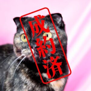 スコティッシュフォールド（折れ耳） 2025/1/6生まれ②