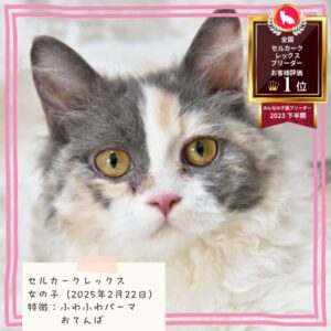 セルカークレックス 2025/2/22生まれ④