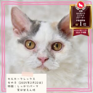 セルカークレックス 2025/2/22生まれ③