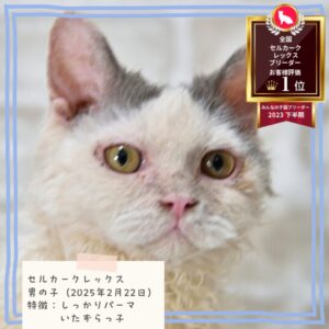 セルカークレックス 2025/2/22生まれ②