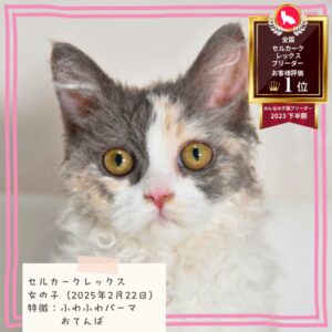セルカークレックス 2025/2/22生まれ④
