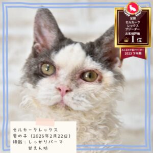セルカークレックス 2025/2/22生まれ①