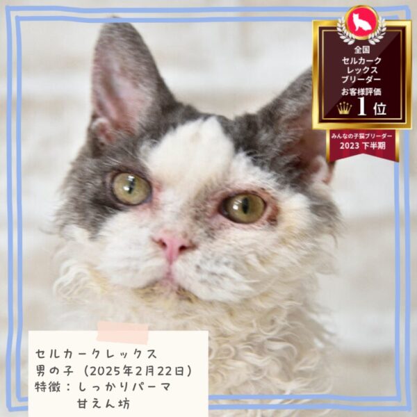 セルカークレックス 2025/2/22生まれ①