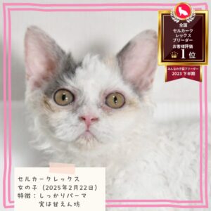 セルカークレックス 2025/2/22生まれ③