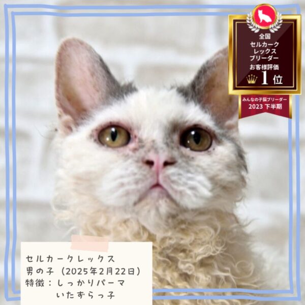 セルカークレックス 2025/2/22生まれ②