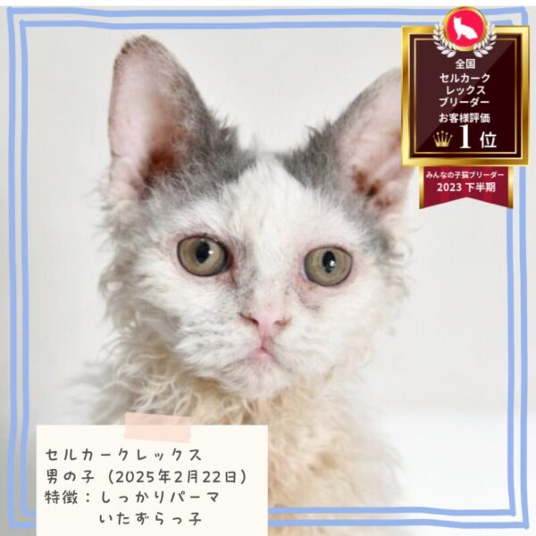 セルカークレックス 2025/2/22生まれ②