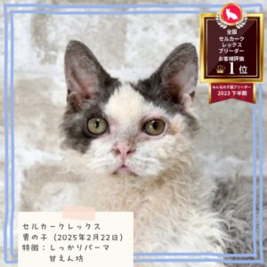 セルカークレックス 2025/2/22生まれ①