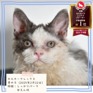 セルカークレックス 2025/2/22生まれ①
