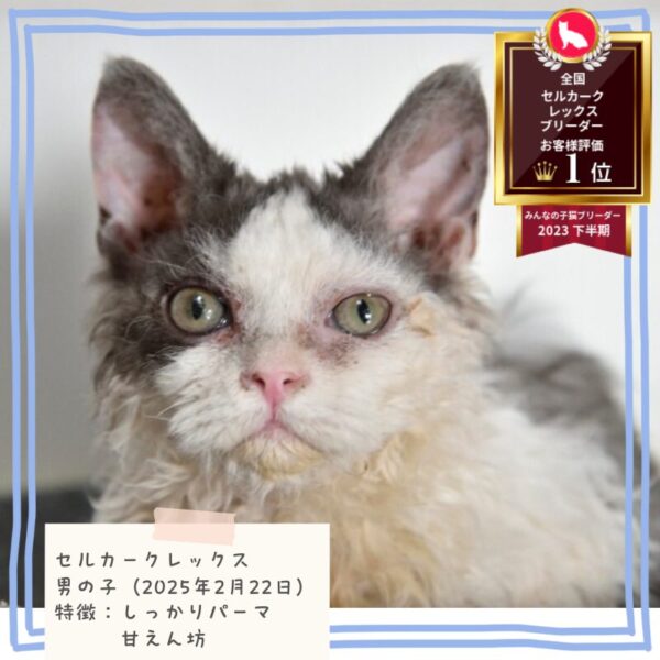 セルカークレックス 2025/2/22生まれ①