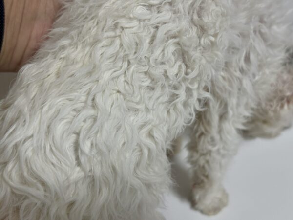 セルカークレックス 2025/2/22生まれ③ - 画像 (7)
