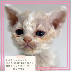 セルカークレックス 2025/4/24生まれ④