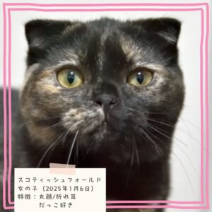 スコティッシュフォールド（折れ耳） 2025/1/6生まれ②