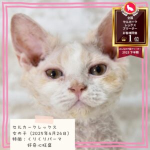 セルカークレックス 2025/4/24生まれ④