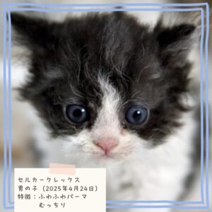 セルカークレックス 2025/4/24生まれ③