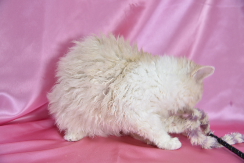 セルカークレックス 2025/4/24生まれ④ - 画像 (2)