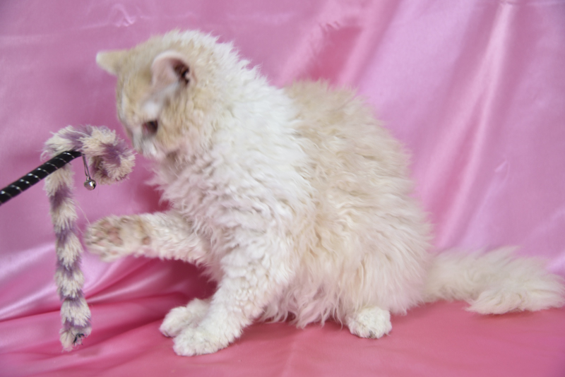 セルカークレックス 2025/4/24生まれ④ - 画像 (3)