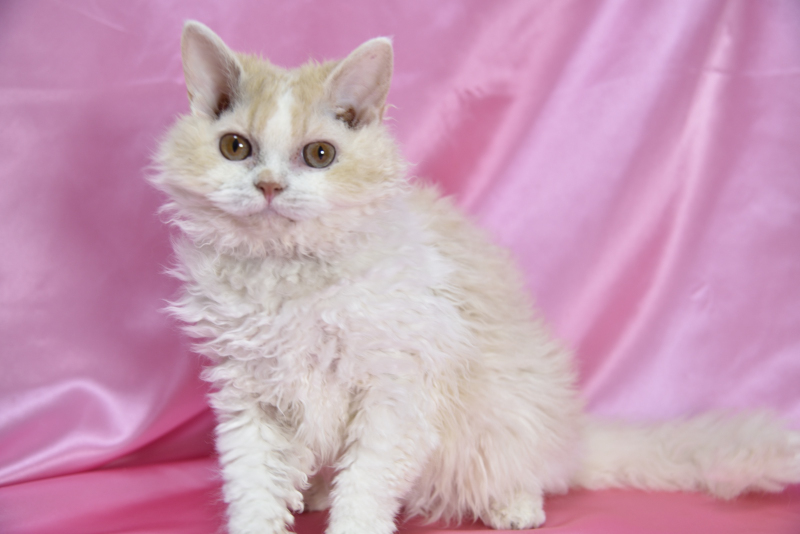 セルカークレックス 2025/4/24生まれ④ - 画像 (4)