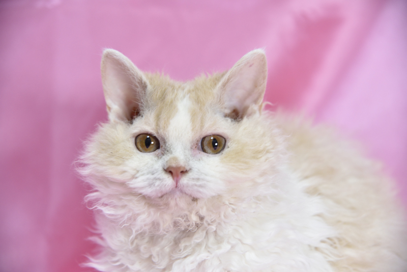 セルカークレックス 2025/4/24生まれ④ - 画像 (5)