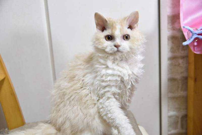 セルカークレックス 2025/4/24生まれ④ - 画像 (6)