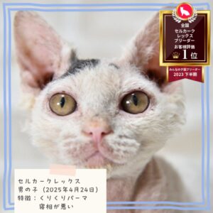 セルカークレックス 2025/4/24生まれ①