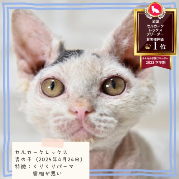 セルカークレックス 2025/4/24生まれ①