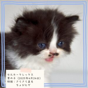 セルカークレックス 2025/4/24生まれ②