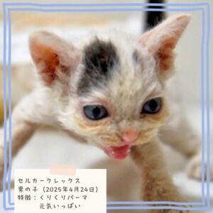セルカークレックス 2025/4/24生まれ①