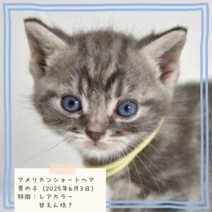 アメリカンショートヘア 2025/6/3生まれ②