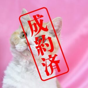 セルカークレックス 2025/9/6生まれ①