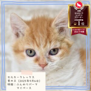 セルカークレックス 2025/9/6生まれ②
