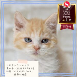 セルカークレックス 2025/9/6生まれ①