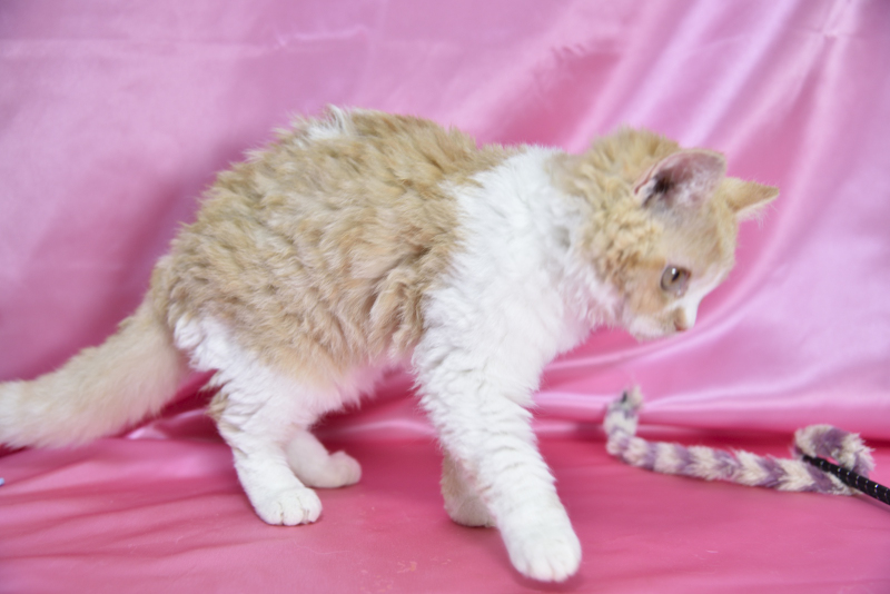 セルカークレックス 2025/9/6生まれ① - 画像 (2)