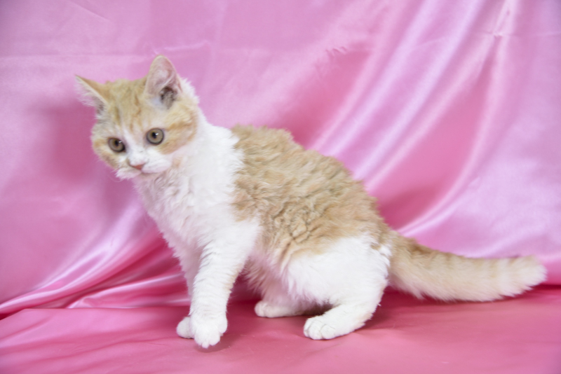 セルカークレックス 2025/9/6生まれ① - 画像 (3)