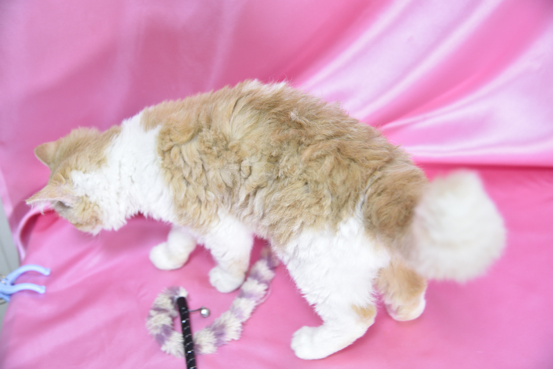 セルカークレックス 2025/9/6生まれ① - 画像 (5)