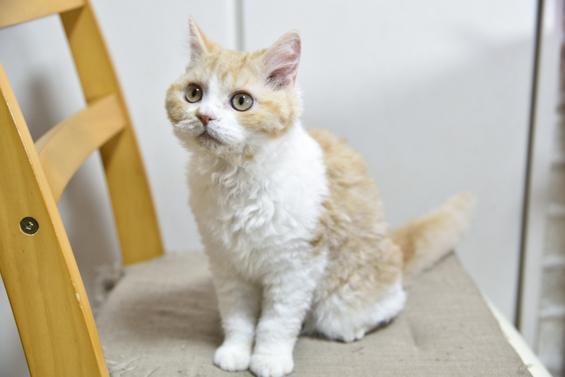 セルカークレックス 2025/9/6生まれ① - 画像 (6)