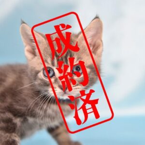 アメリカンショートヘア 2025/12/3生まれ①